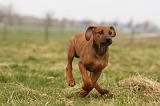 RODESIAN RIDGEBACK 158